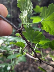 Ribes menziesii