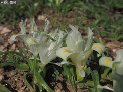 Iris palaestina