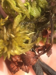 Sphagnum denticulatum
