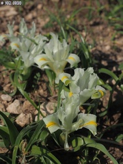 Iris palaestina