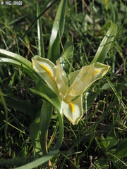 Iris palaestina