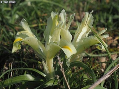 Iris palaestina