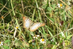 Anartia jatrophae