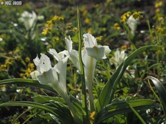Iris palaestina