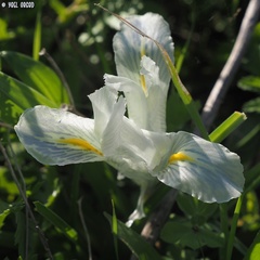 Iris palaestina