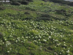 Iris palaestina