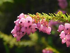 Erica lateralis