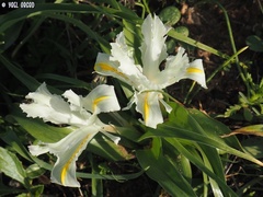 Iris palaestina