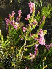 Erica lateralis