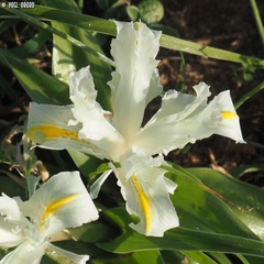 Iris palaestina