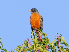 Turdus migratorius