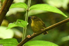 Myiothlypis chlorophrys