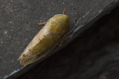 Macropsis irrorata