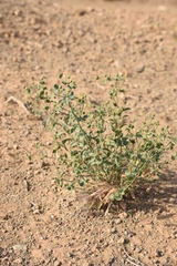 Euphorbia buhsei