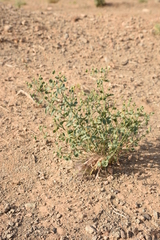 Euphorbia buhsei