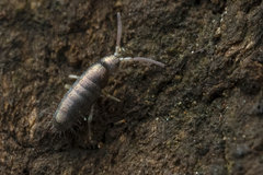 Tomoceridae