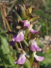 Anacamptis collina