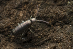 Tomoceridae