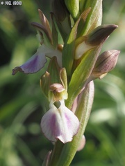 Anacamptis collina