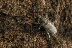 Tomoceridae