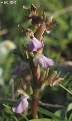 Anacamptis collina