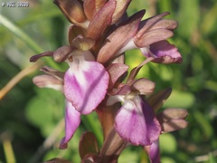 Anacamptis collina