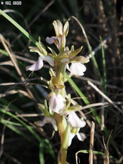 Anacamptis collina