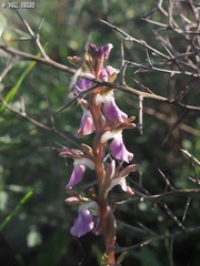 Anacamptis collina
