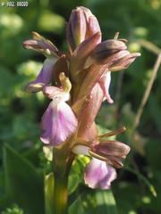 Anacamptis collina