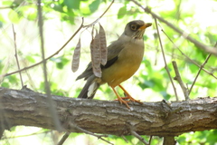 Turdus falcklandii