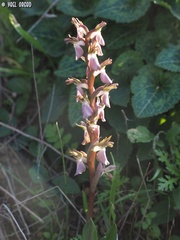Anacamptis collina