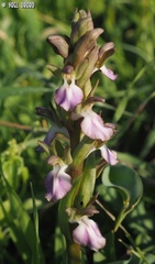 Anacamptis collina