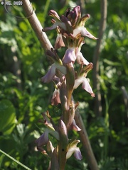 Anacamptis collina