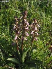 Anacamptis collina