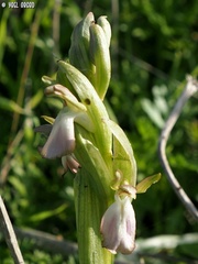 Anacamptis collina