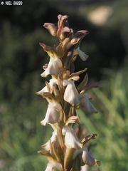 Anacamptis collina
