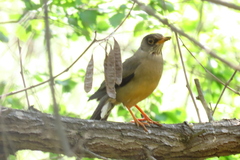 Turdus falcklandii