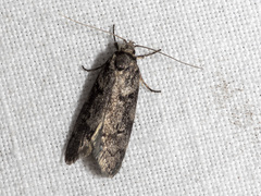 Oecophorinae