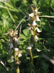 Anacamptis collina