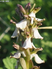 Anacamptis collina
