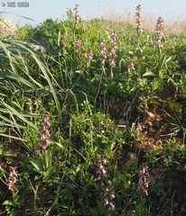 Anacamptis collina