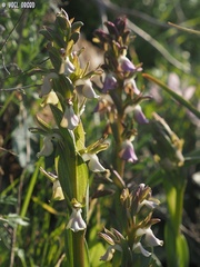 Anacamptis collina