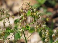 Thalictrum dioicum