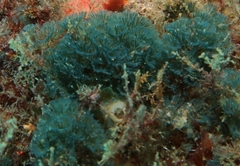 Virididentula