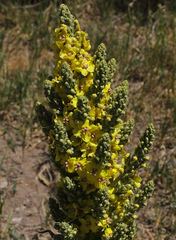 Verbascum speciosum