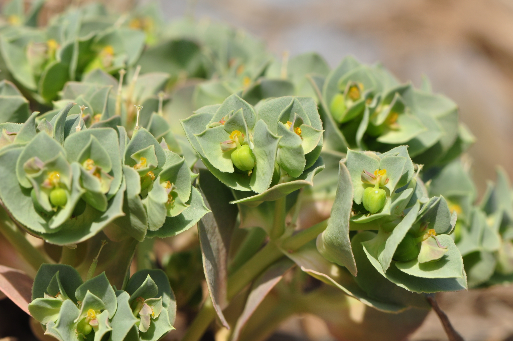 Euphorbia aserbajdzhanica