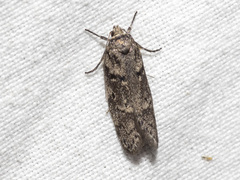Oecophorinae
