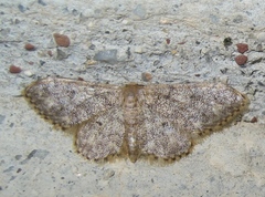 Idaea blaesii