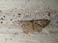 Idaea blaesii