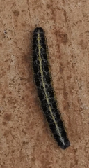 Pieris brassicae